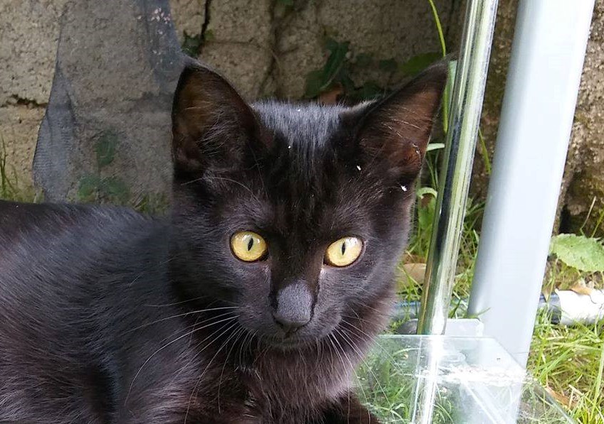 Tino