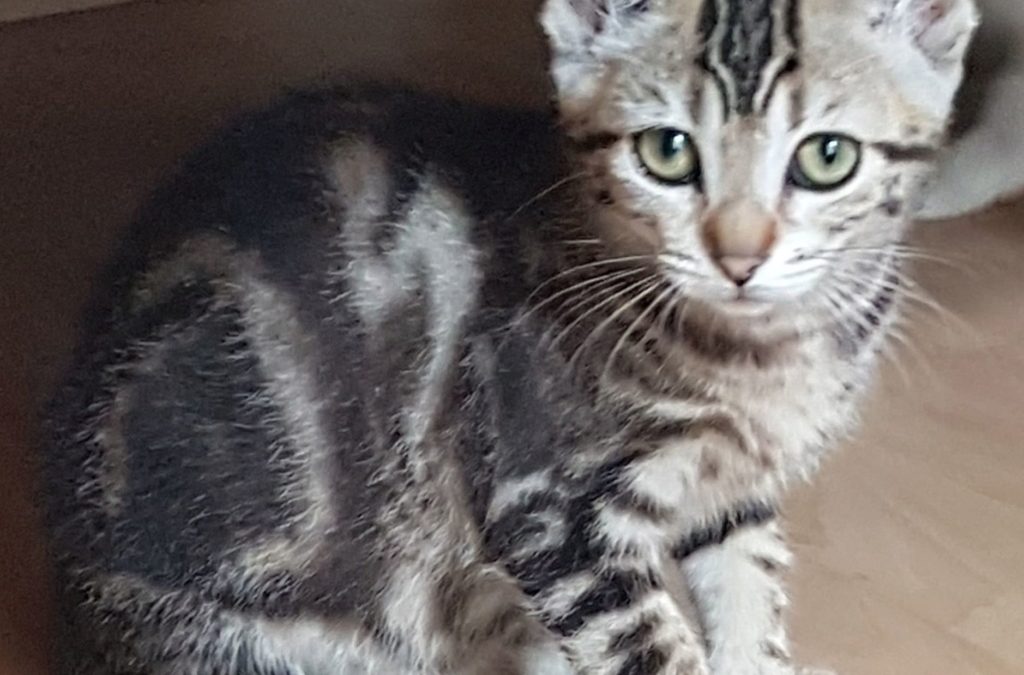 Freya