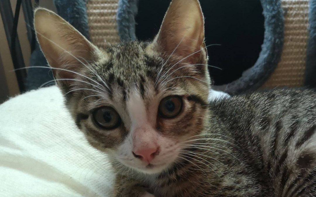 Sidney