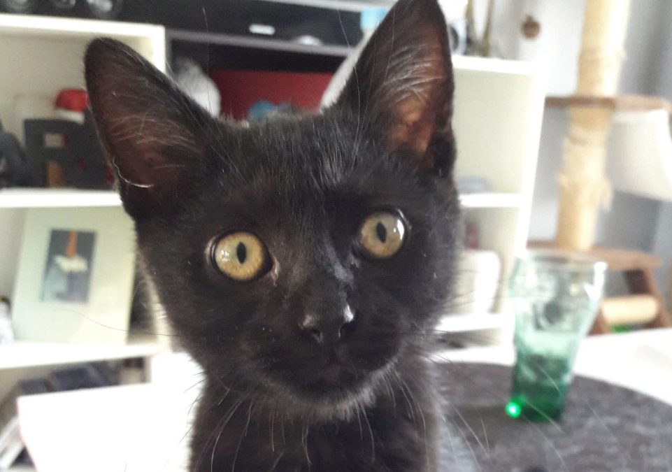 Arya