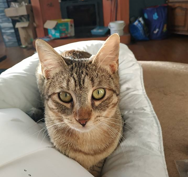 Deedee