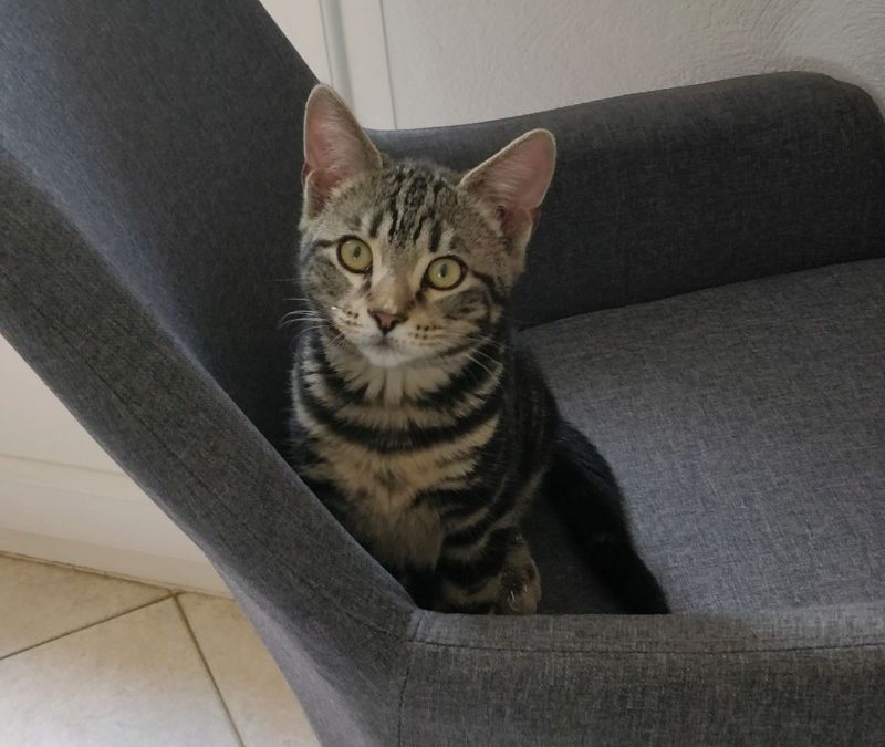 Loulou