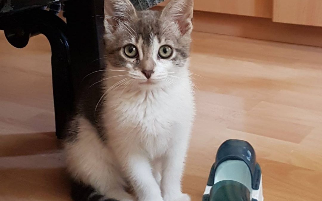 Odin
