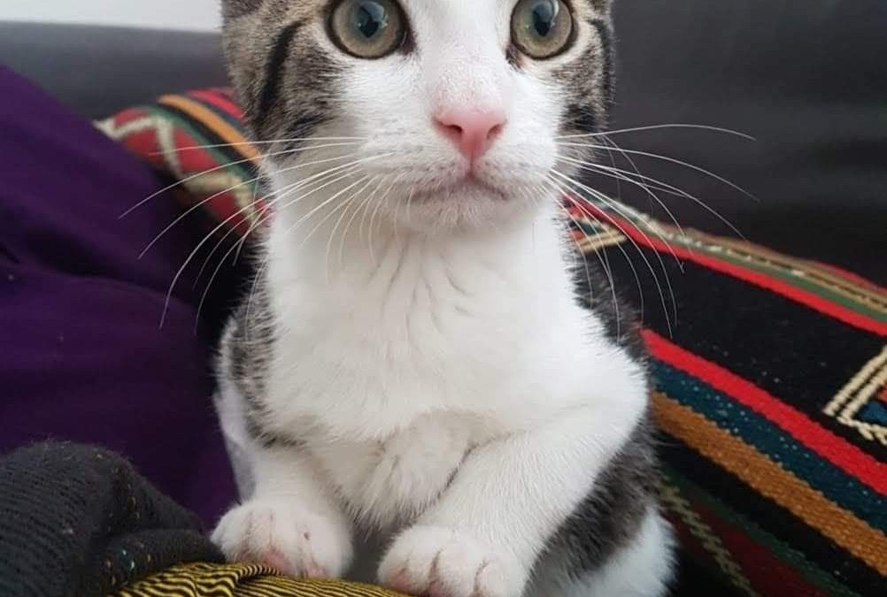 Peanuts