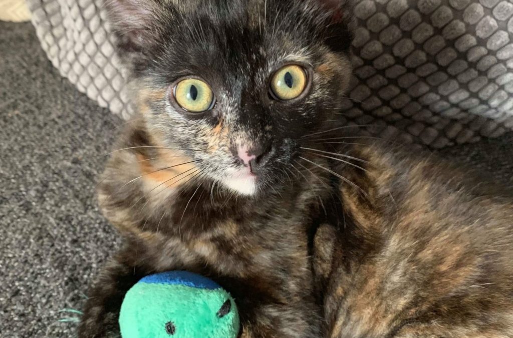 Pepper