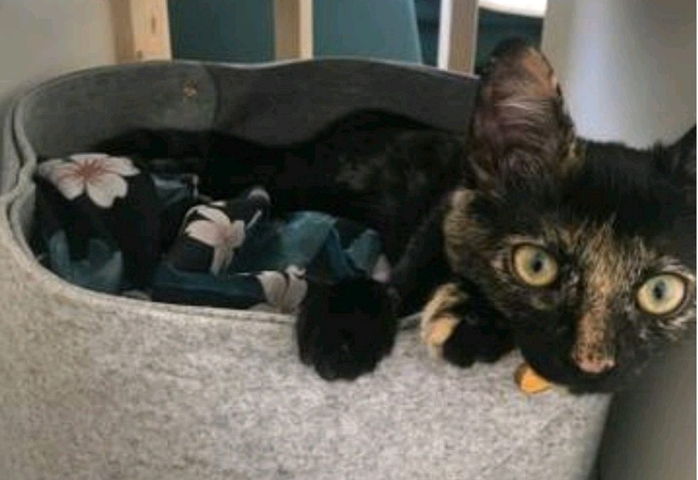 Tortie