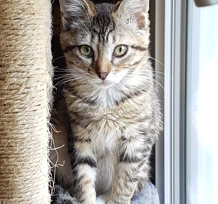 Loki