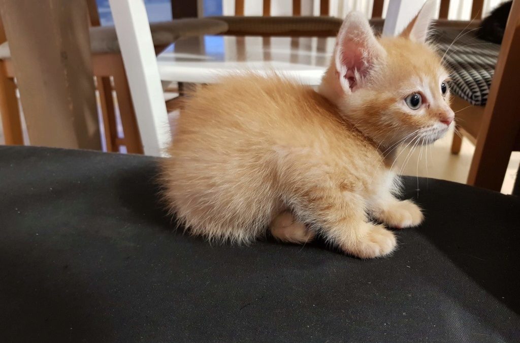 Ron