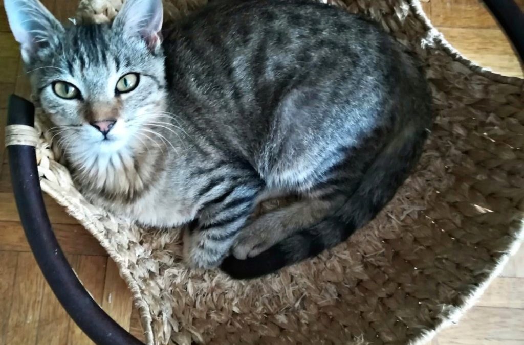 Sacha