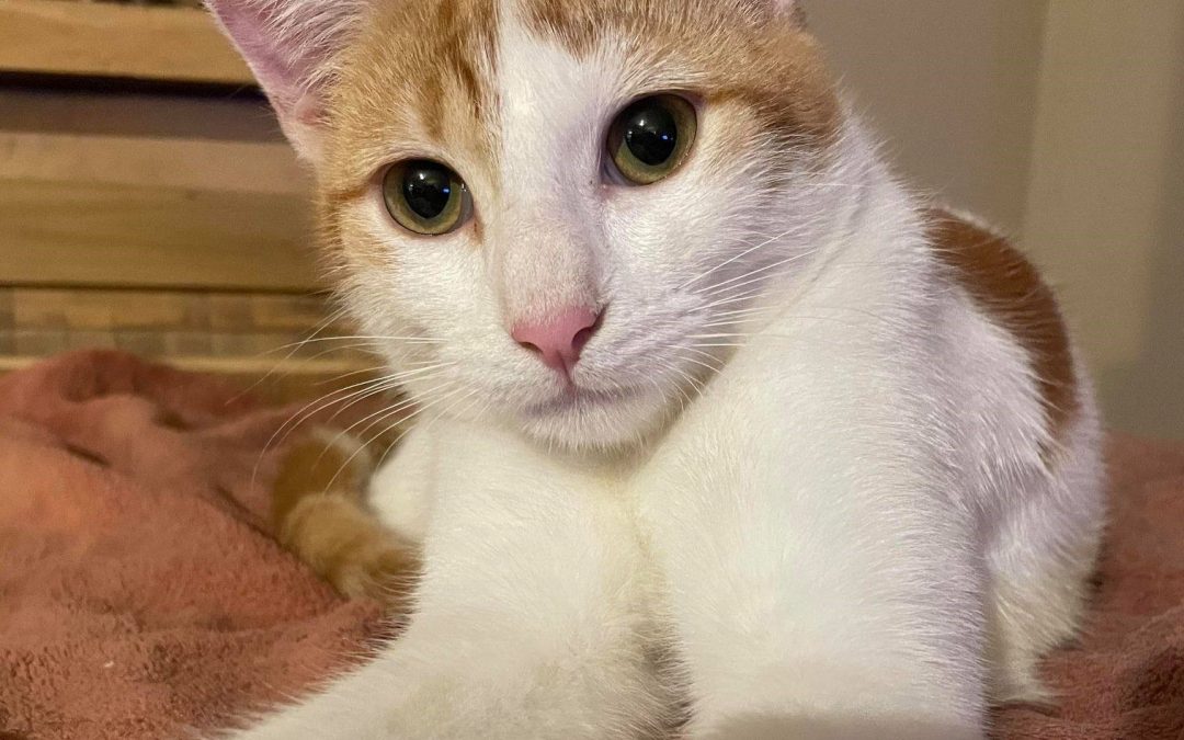 Rufus