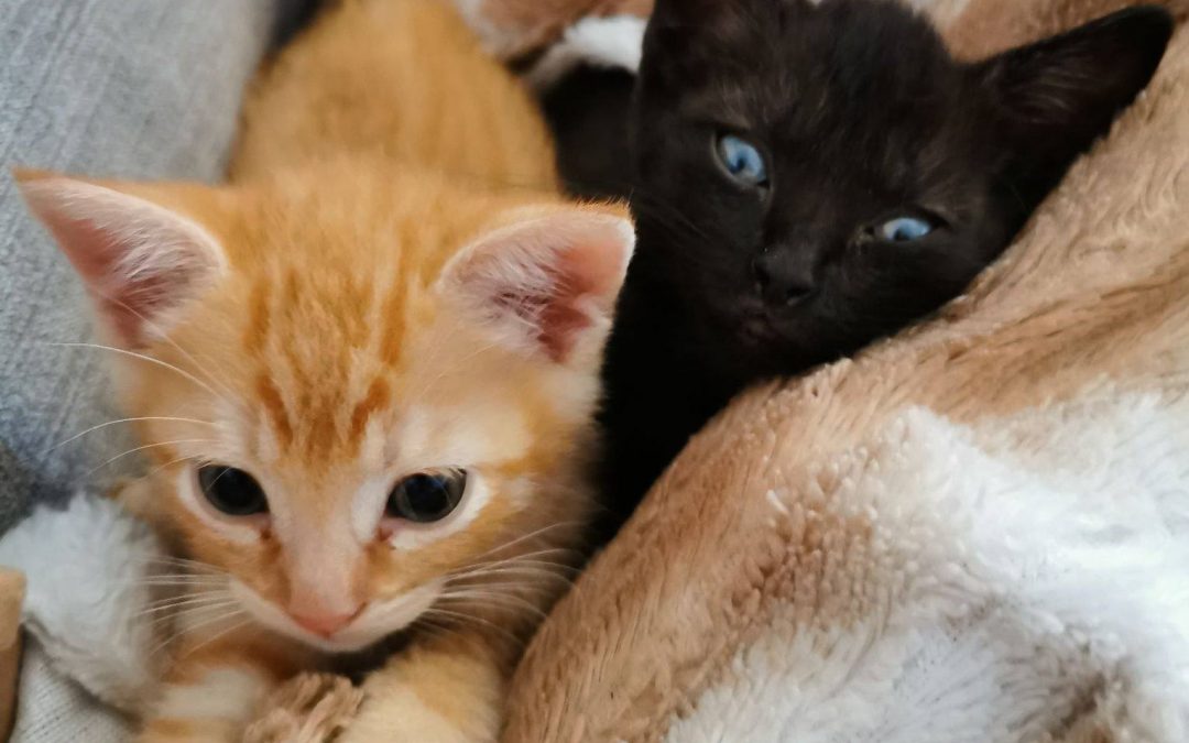 Fozzie et Cola