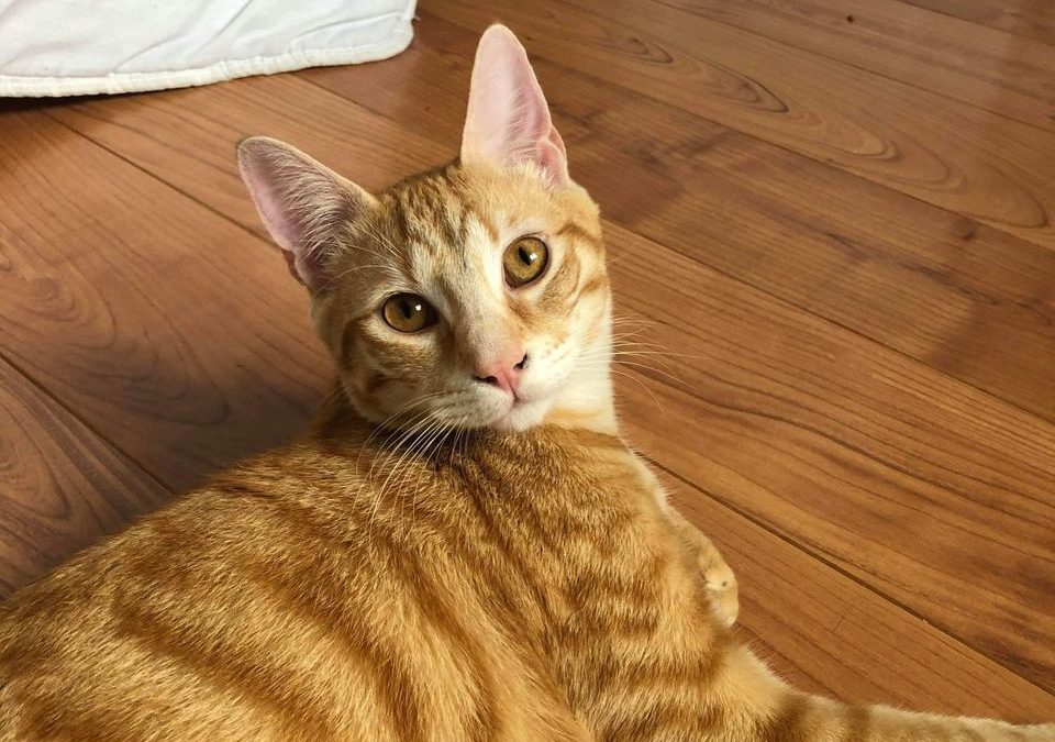 Tigrou