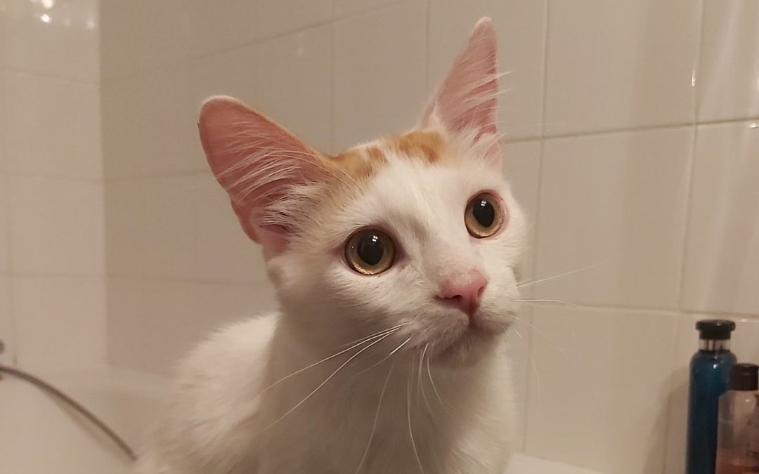 Franklin