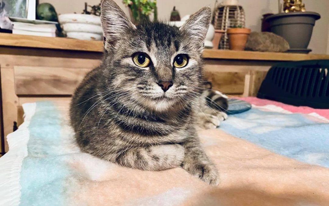 Diva