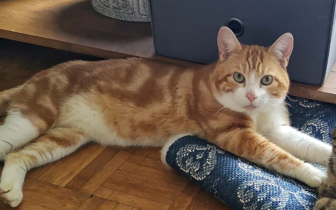 Garfield