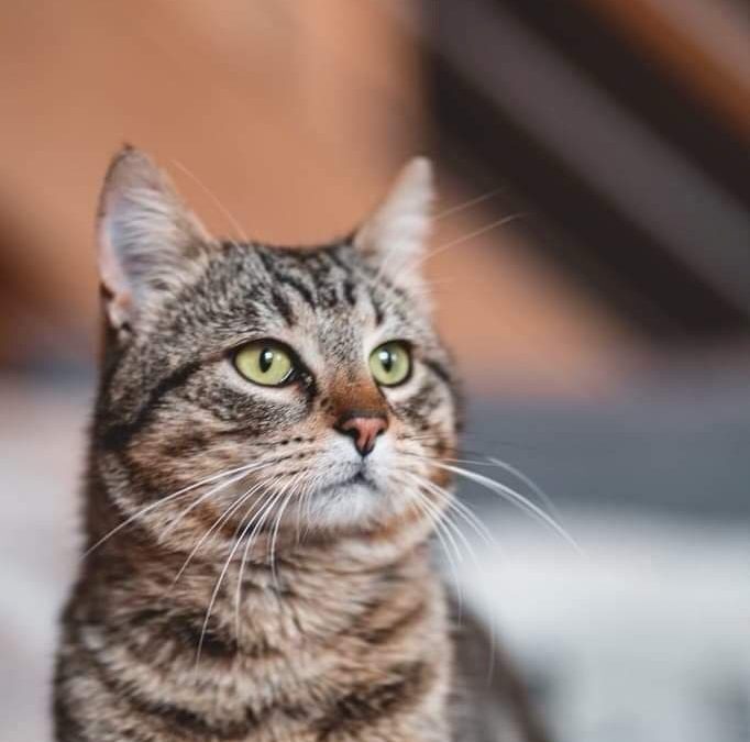 Obi