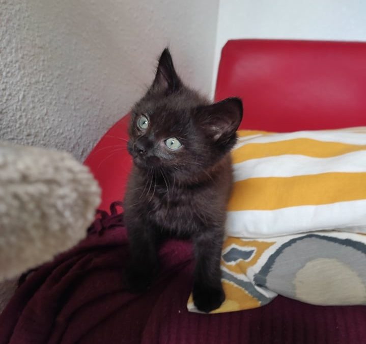 Barnabé