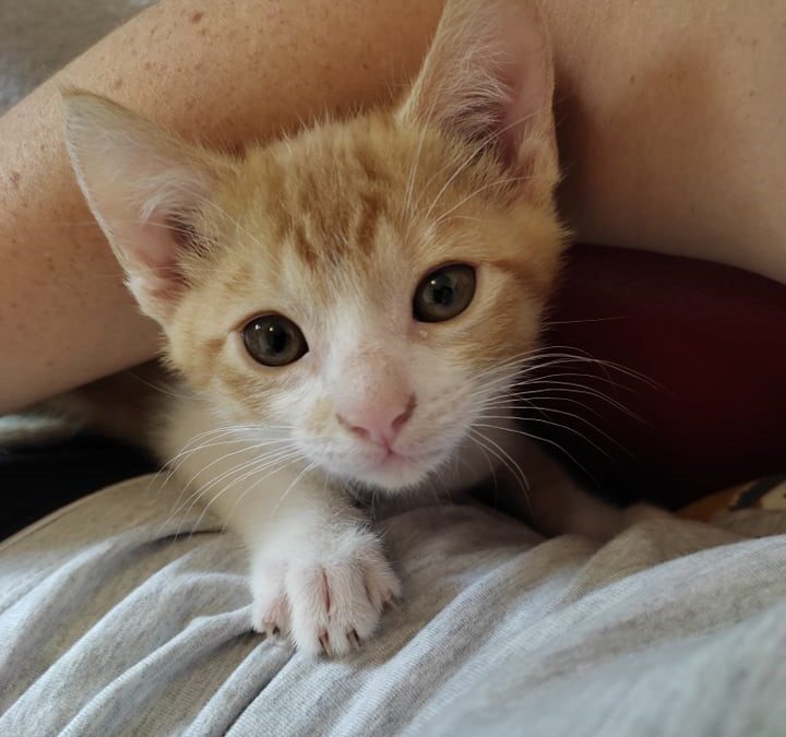Léo