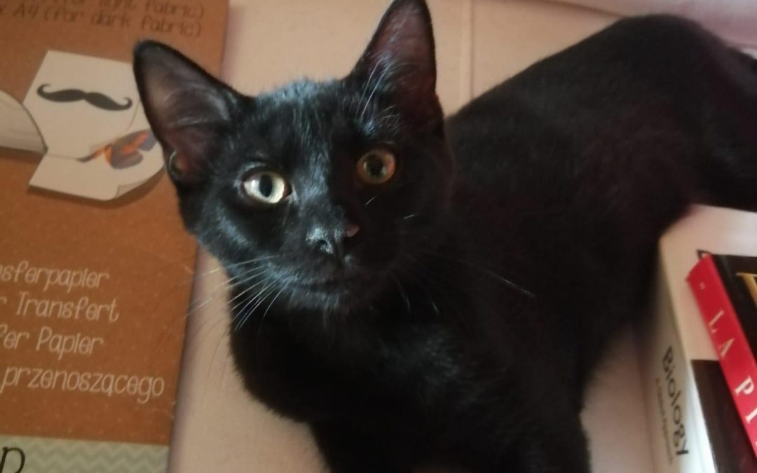 Mowgli