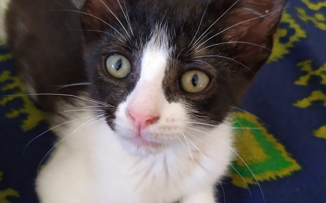 Simon