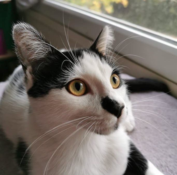 Oreo