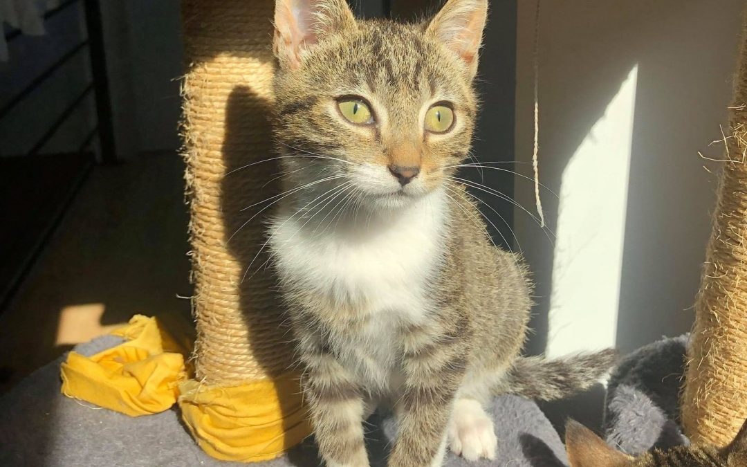 Panchito