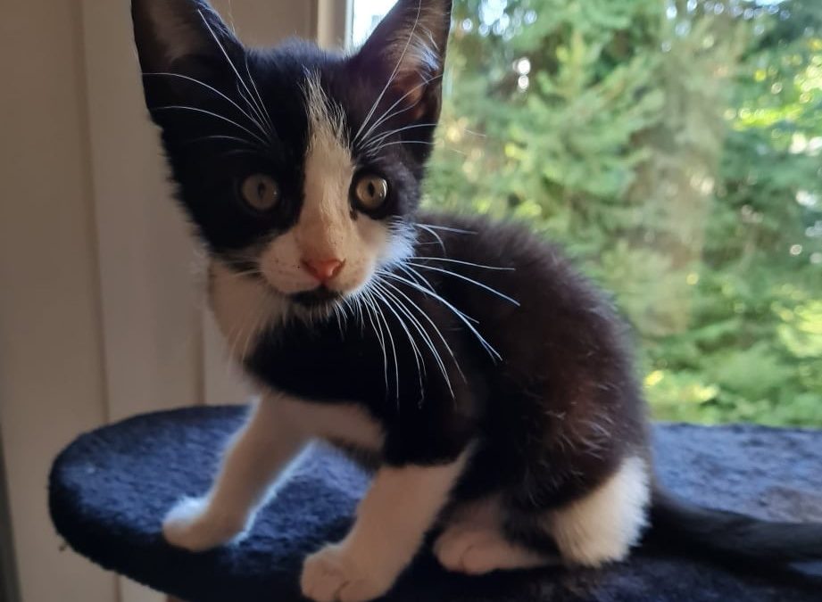 Robb