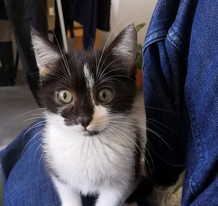 Timmy