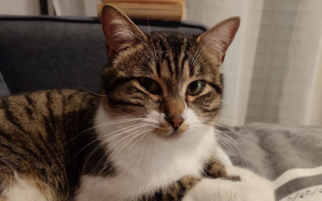 Babou