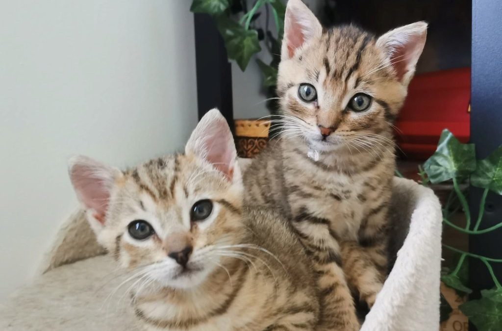 Edgar et Simone