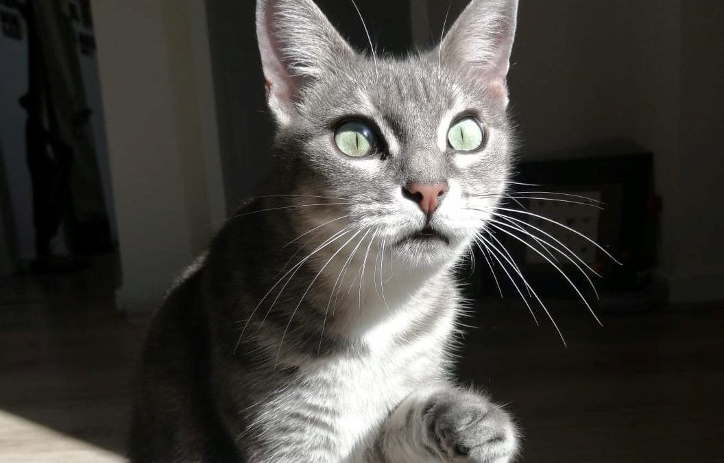 Cannelle