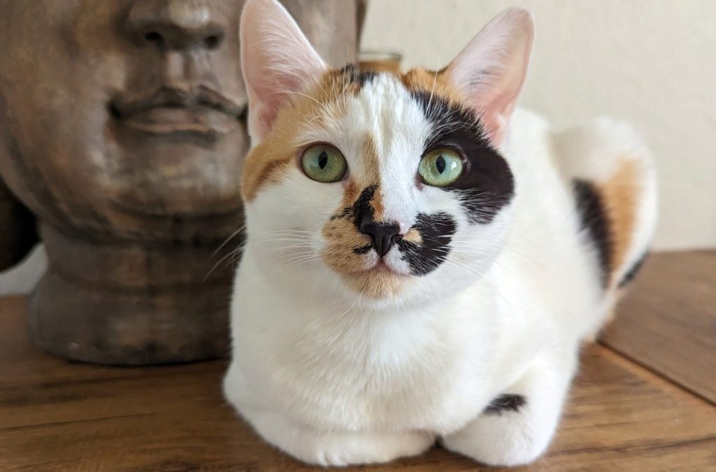 Adèle