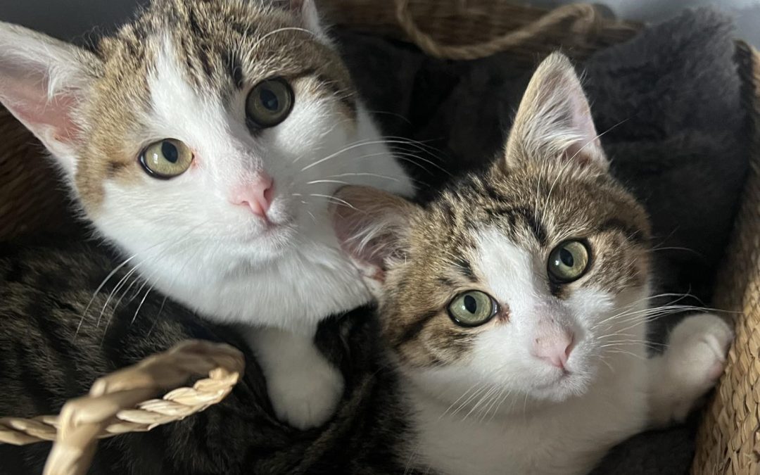 Antoine et Antoinette