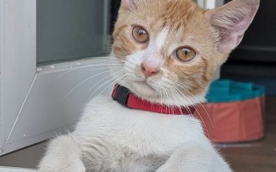 Paco
